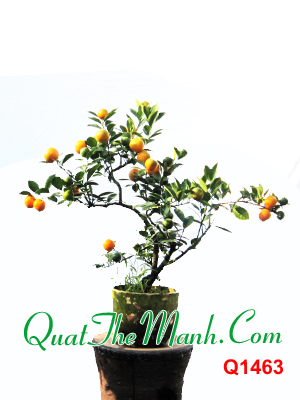Quất cảnh nghệ thuật