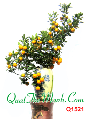 Quất cảnh nghệ thuật