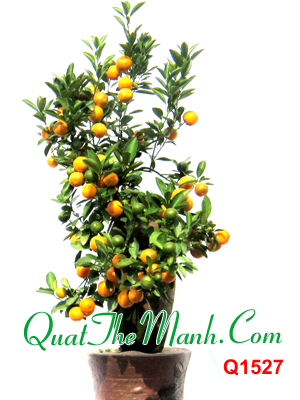 Quất cảnh nghệ thuật