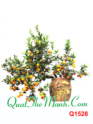 Quất cảnh nghệ thuật