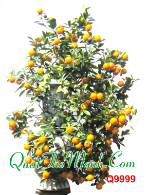 Cây quất nghệ thuật